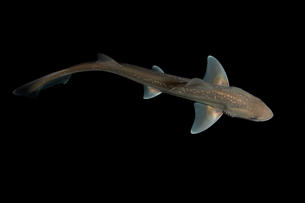 Pela primeira vez, cientistas registram sons produzidos por tubarões. Ouça