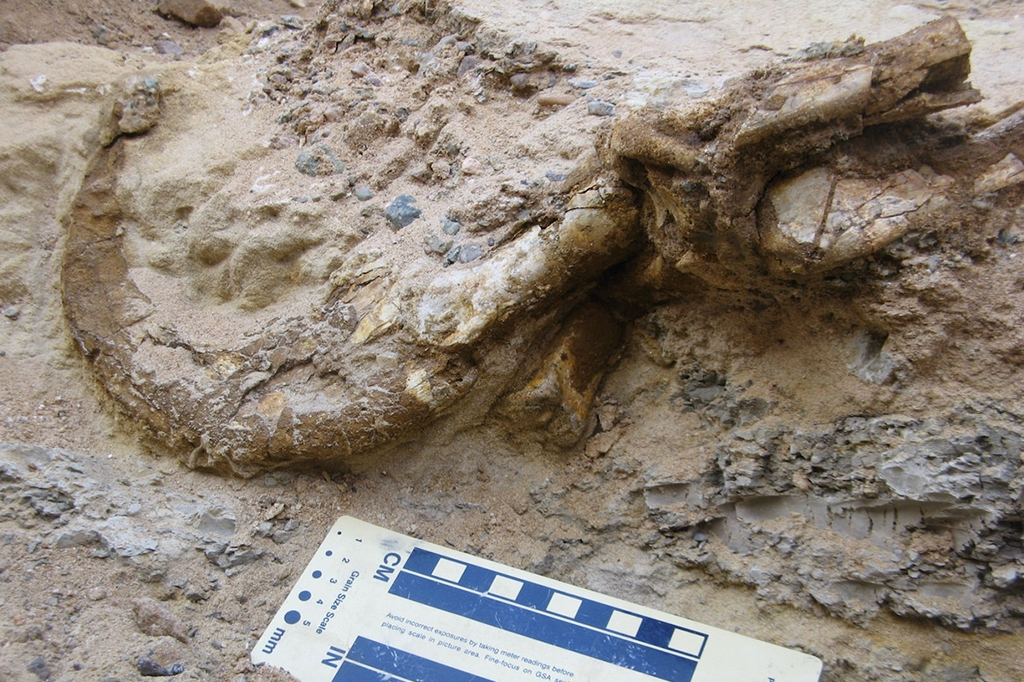 2803-dinossauro-site_SUPER2 Fotografia dos fósseis de um terizinossauros que foram encontrados na área.