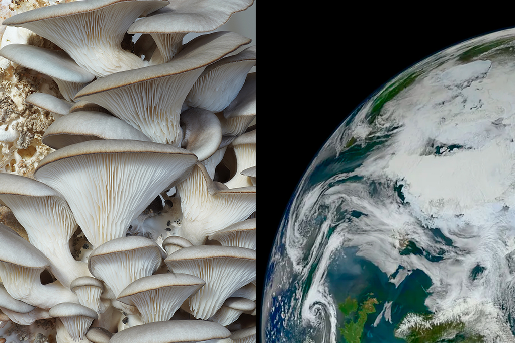 Astronautas tentarão cultivar os primeiros cogumelos no espaço