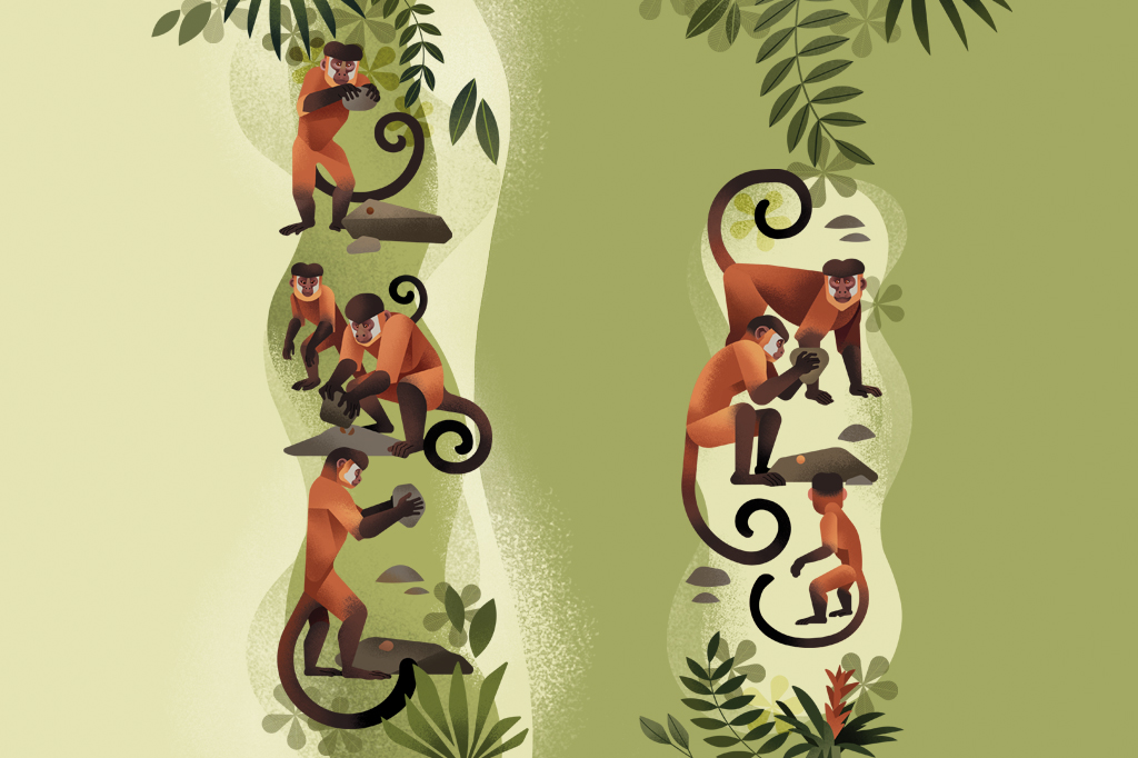 Ilustra&ccedil;&atilde;o de macacos-prego utilizando pedras como ferramentas.