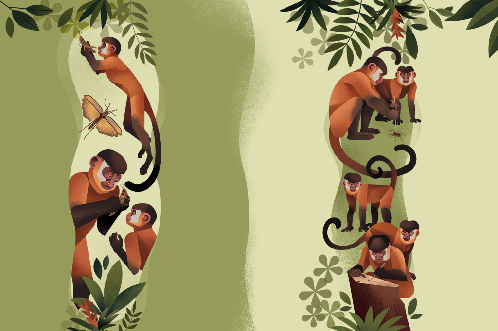 Ilustra&ccedil;&atilde;o de macacos-prego ca&ccedil;ando insetos.