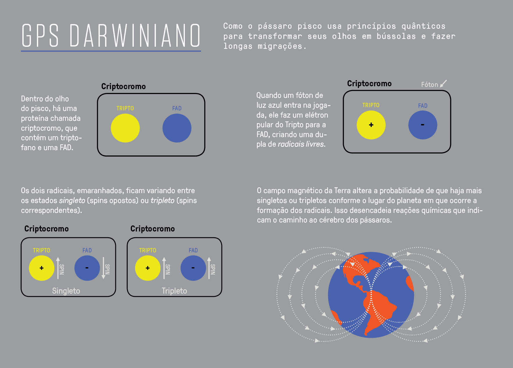 Infogr&aacute;fico, em fundo neutro, explicando como o p&aacute;ssaro pisco usa princ&iacute;pios qu&acirc;nticos para fazer longas migra&ccedil;&otilde;es.
