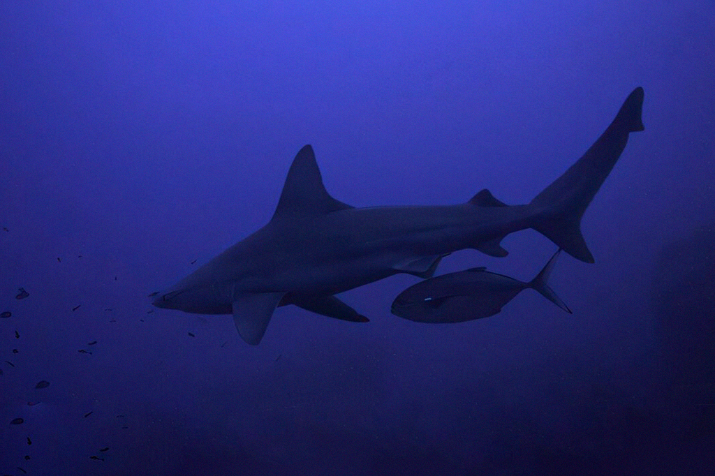 Peixes se escondem atrás de tubarões para caçar, revela estudo. Veja vídeo
