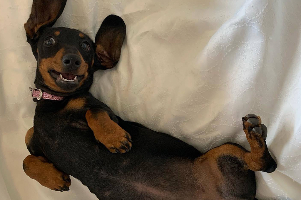 Valerie, o cachorro salsicha que fugiu e sobrevive sozinha em uma ilha há um ano