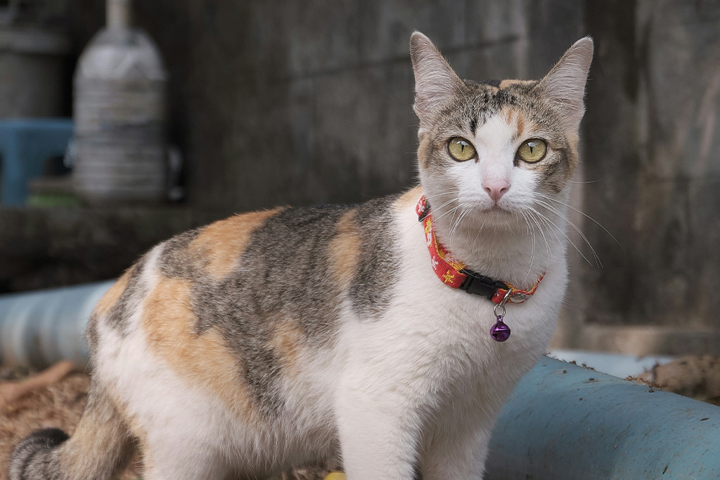 Só gatinhos fêmeas podem ter pelagem malhada. Por quê?
