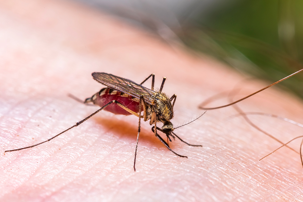 Sexo, drogas e rock ‘n’ roll: os fatores que podem atrair picadas de mosquitos