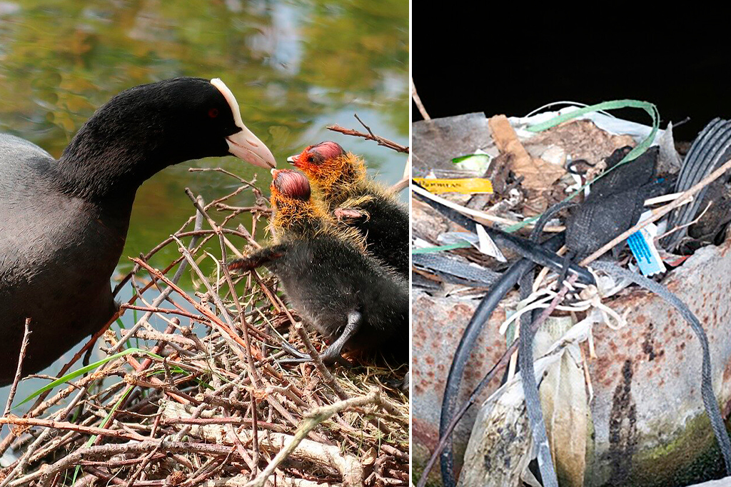 No ninho deste pássaro estão 30 anos de lixo humano
