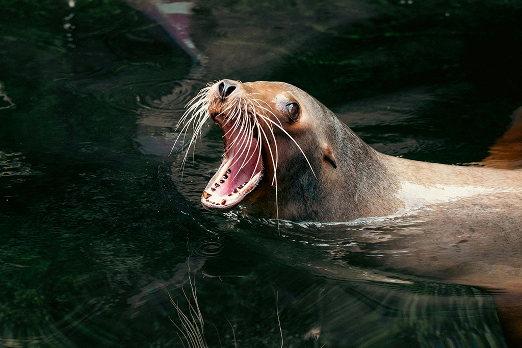 Cientistas descobrem por que leões-marinhos estão atacando banhistas