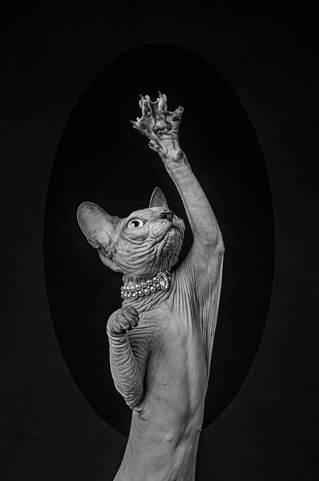 Fotografia de uma gato de colar esticando a pata.