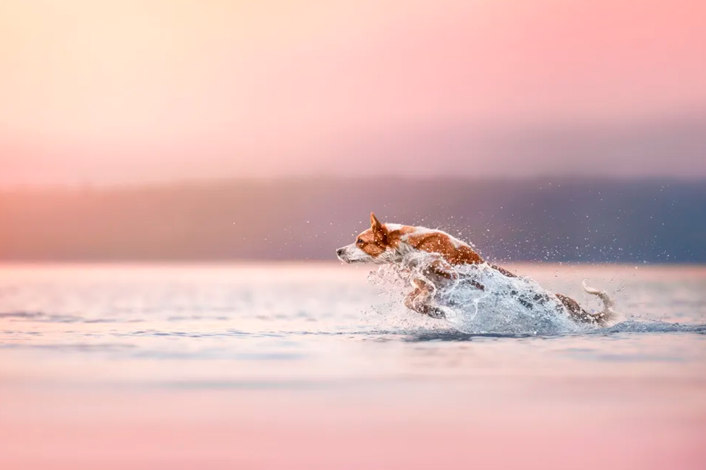 Fotografia de um cão correndo livrement na água a manobras com frisbee.