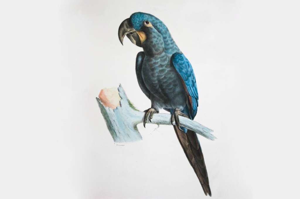 Ilustra&ccedil;&atilde;o de um Arara-azul-pequena.