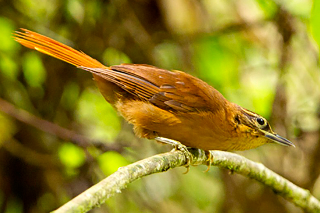 Fotografia de um Limpa-folha-do-nordeste.