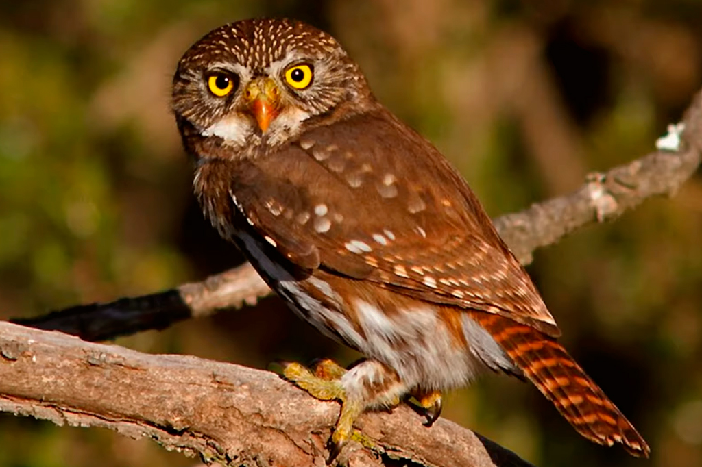 Fotografia de uma cabur&eacute; de pernambuco.