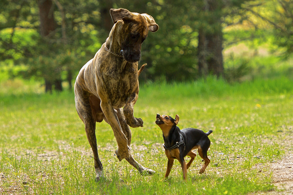 Ensaio brasileiro sugere novas maneiras de lidar com a agressividade canina