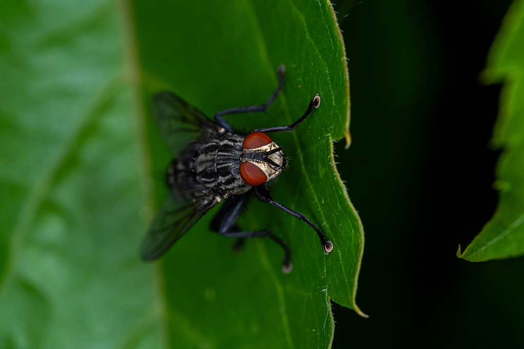 Cientistas apontam moscas como uma das principais espécies migratórias