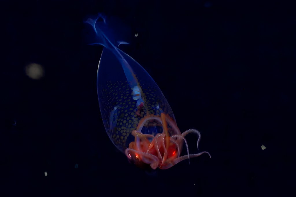 Lula-colossal é filmada pela primeira vez em seu habitat natural. Assista.