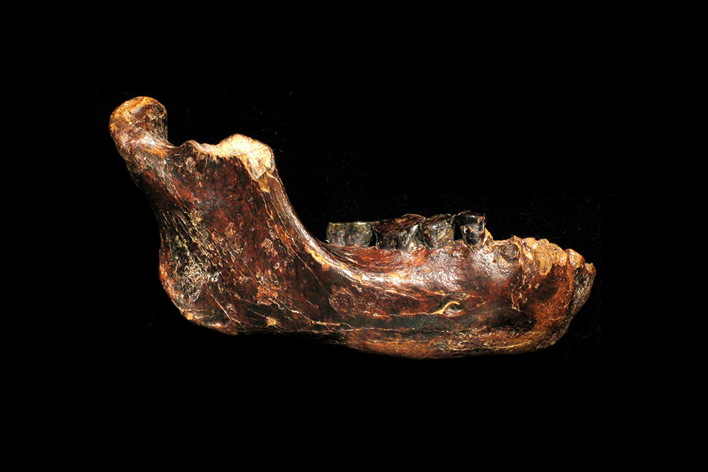 Mandíbula encontrada em Taiwan ajuda a entender os denisovanos