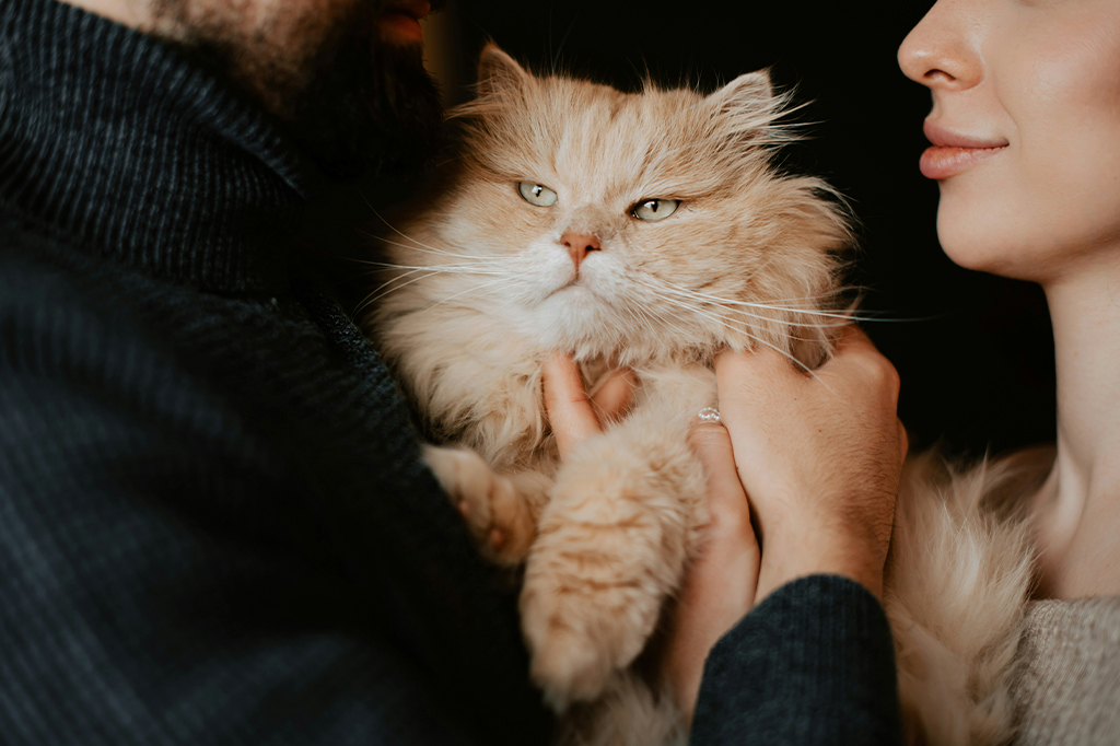 Pandemia mudou relação entre gatos e seus donos, segundo estudo brasileiro