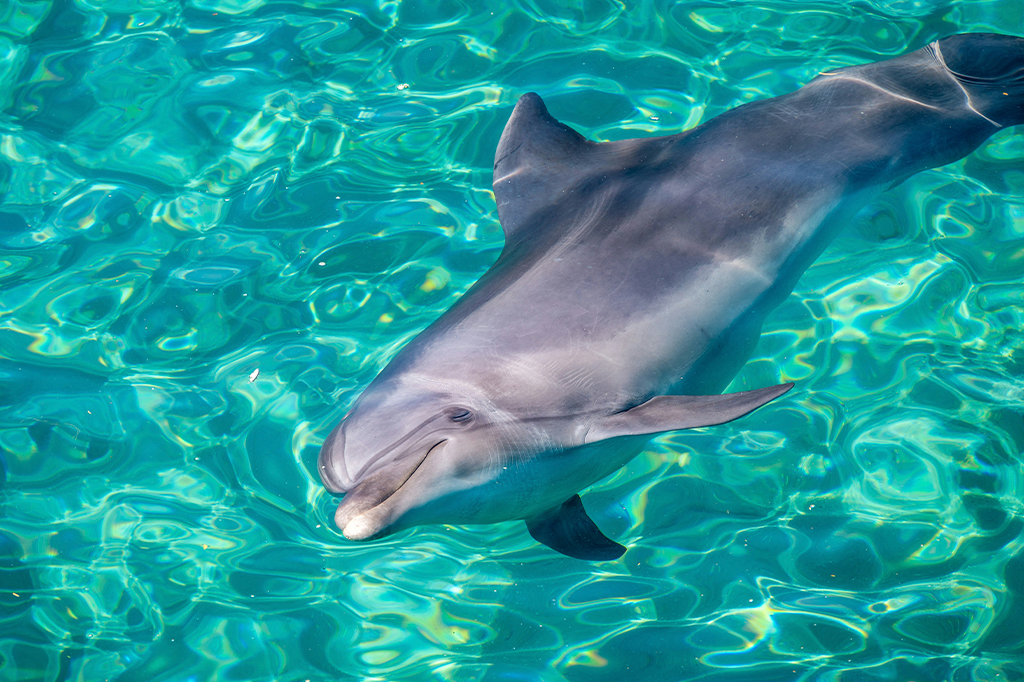 Google cria IA que pretende conversar com golfinhos