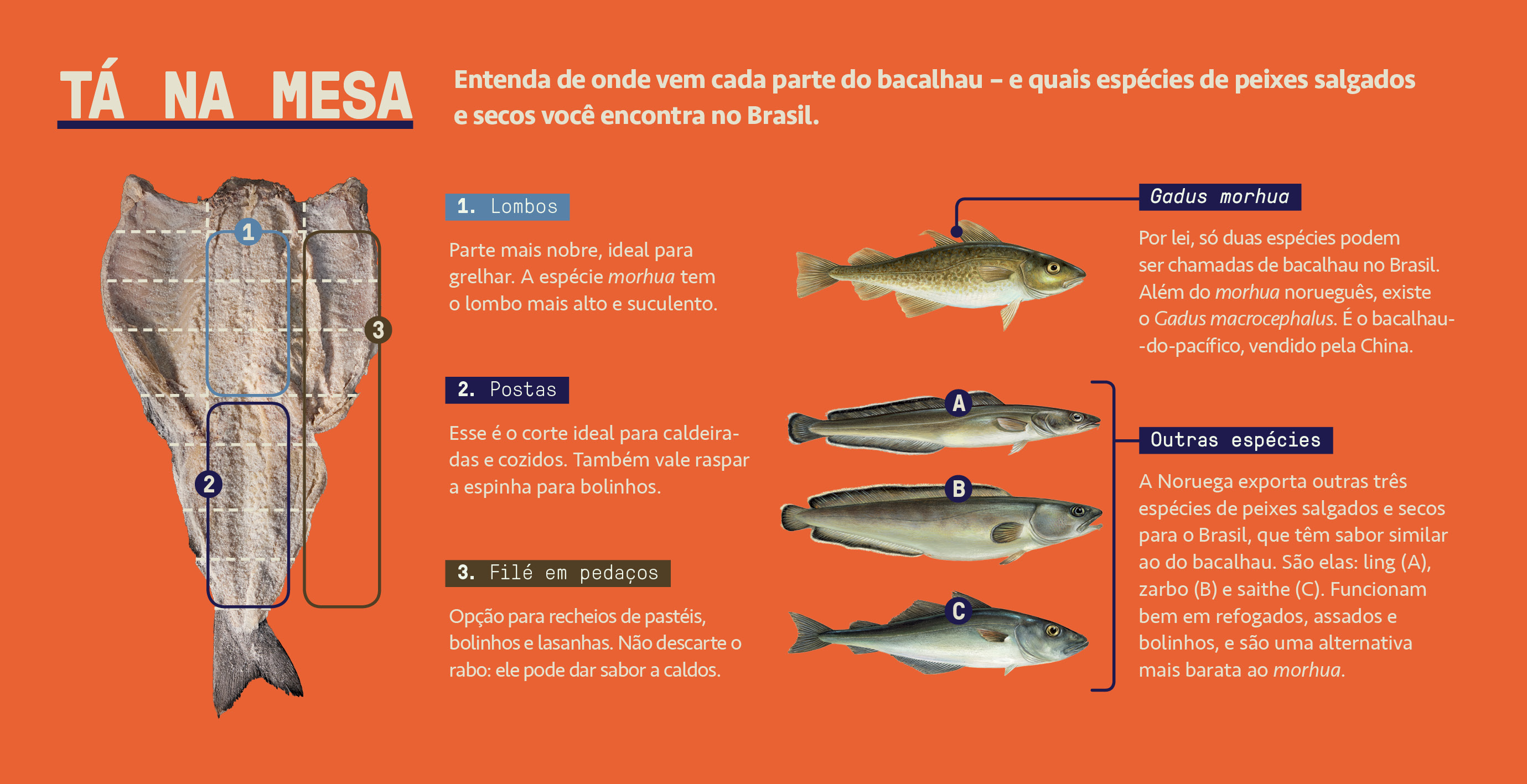Infogr&aacute;fico, em fundo laranja, explicando as esp&eacute;cies de bacalhau vendidos no Brasil.