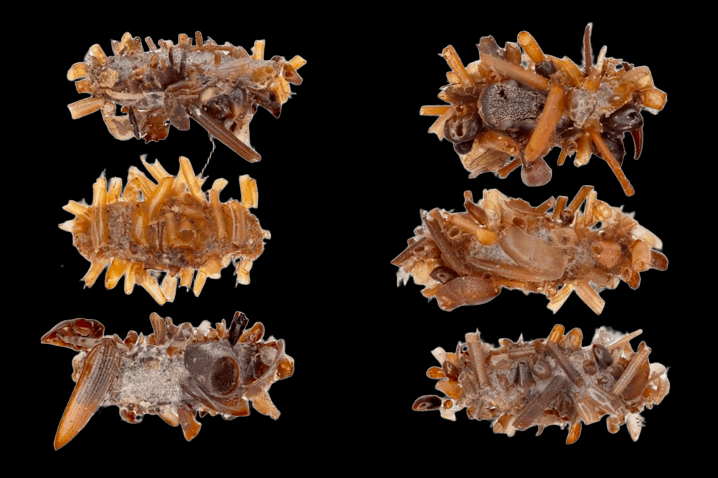 Essa macabra lagarta carnívora constrói armaduras com pedaços de insetos mortos