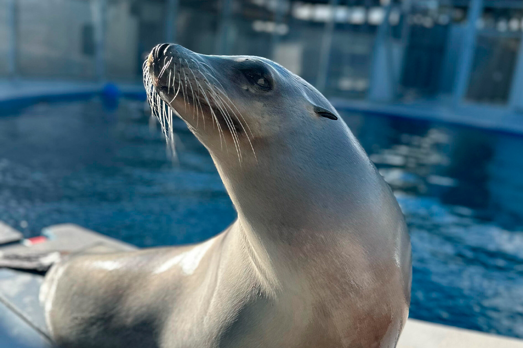Leão-marinho treinado ritmicamente desafia a compreensão da biomusicalidade