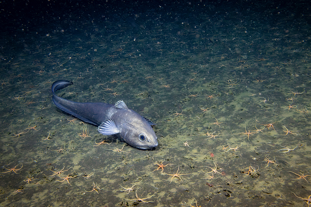 Humanidade só observou 0,001% do oceano profundo, revela estudo.