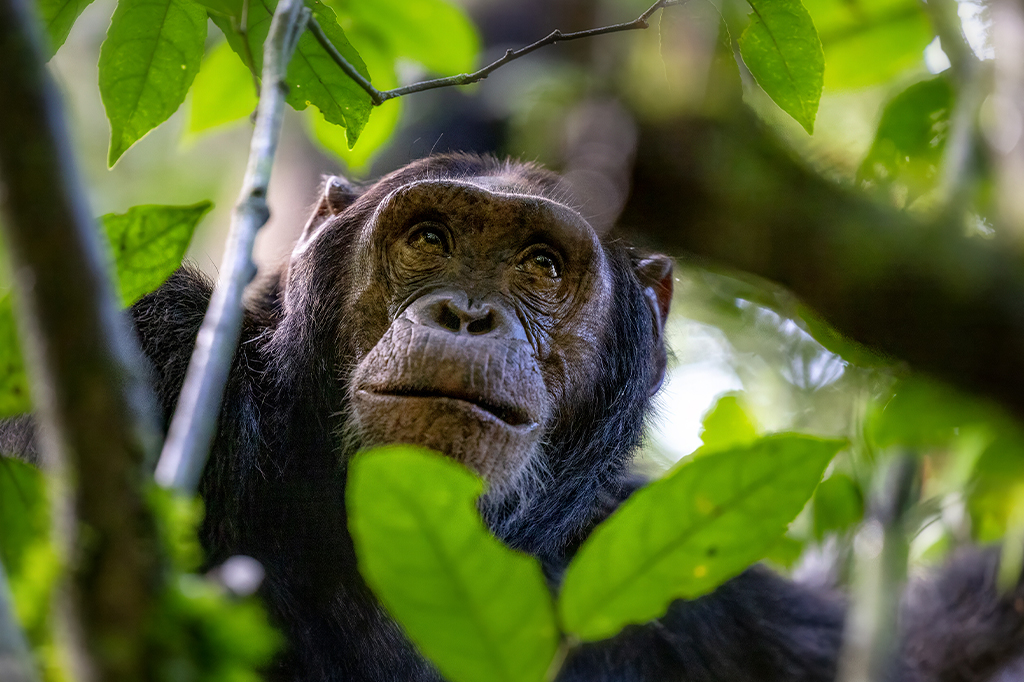 Chimpanzés batem em árvores com pedras para se comunicar, diz estudo