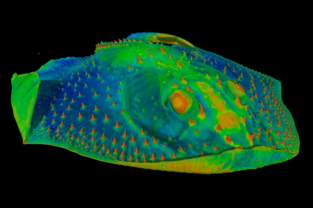 Os dentes surgiram com os peixes pré-históricos – mas não da forma que os cientistas pensavam