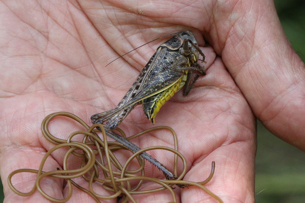 Esse verme parasita bizarro controla a mente de seu hospedeiro – e o obriga a se afogar