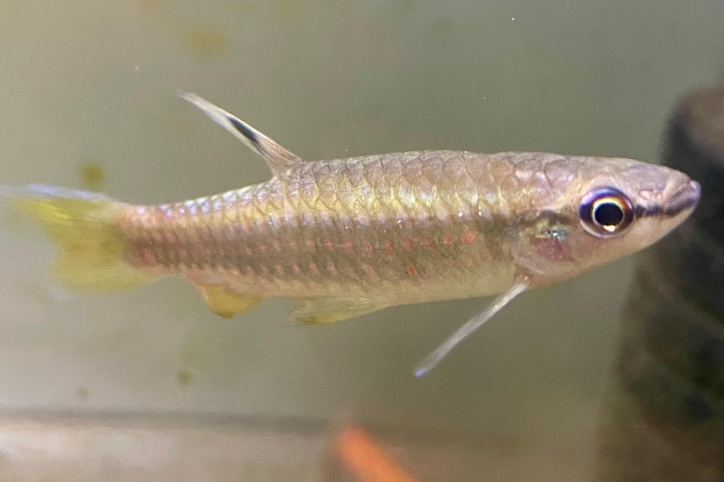 Peixe amazônico bota ovos fora da água e depois precisa regá-los