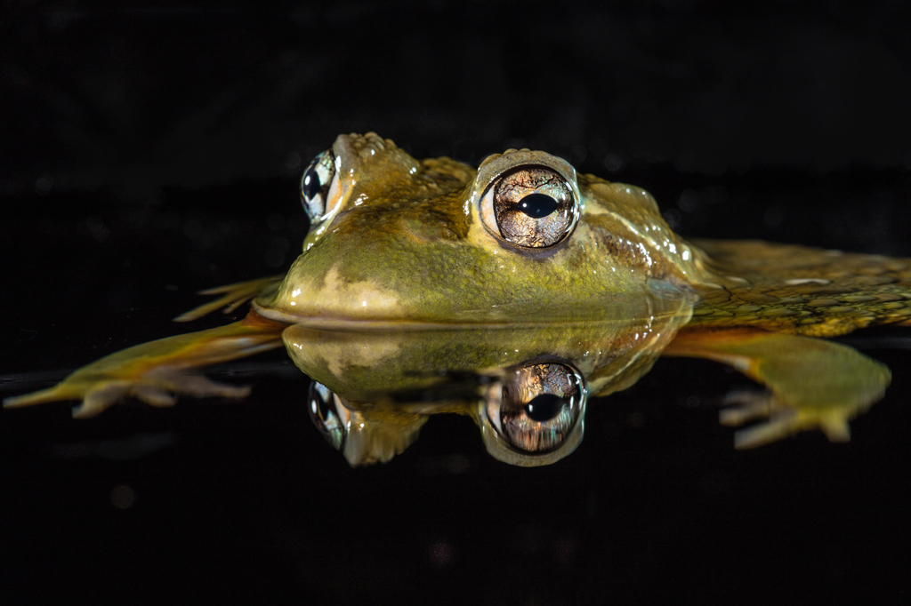 A extinção silenciosa dos anfíbios
