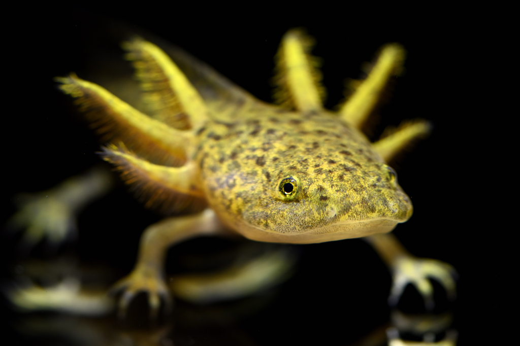 Imagem, em fundo preto, de um axolote.