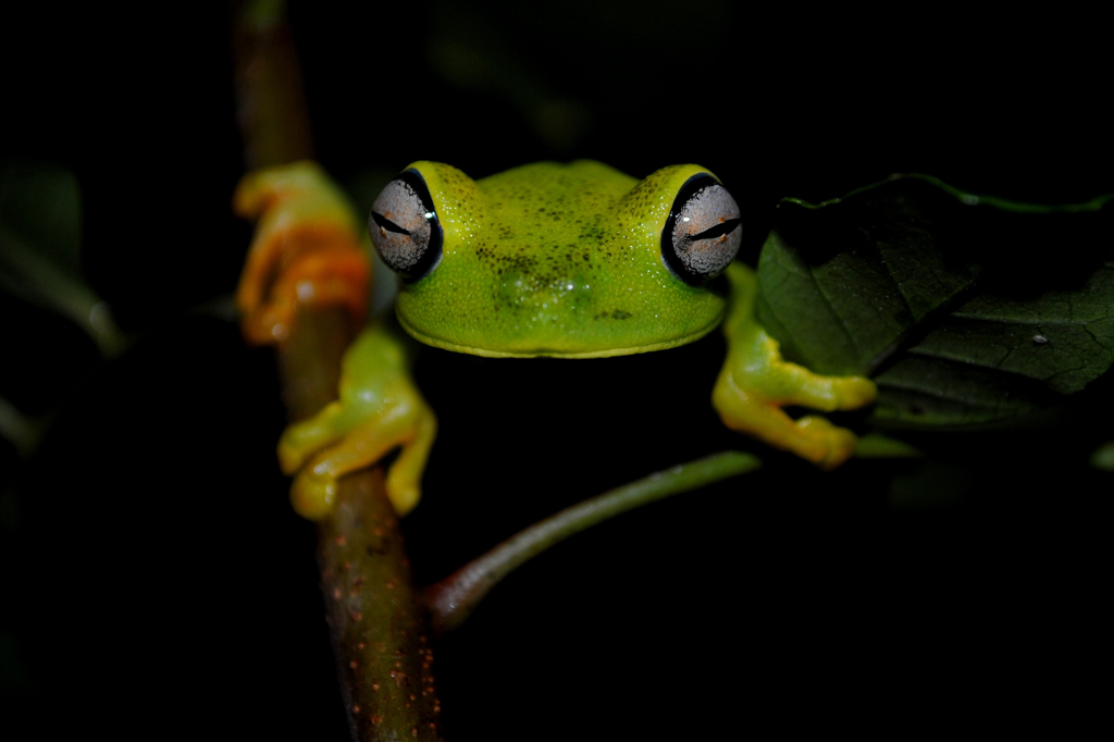 Image, em fundo preto, de uma Perereca-de-folhagem.