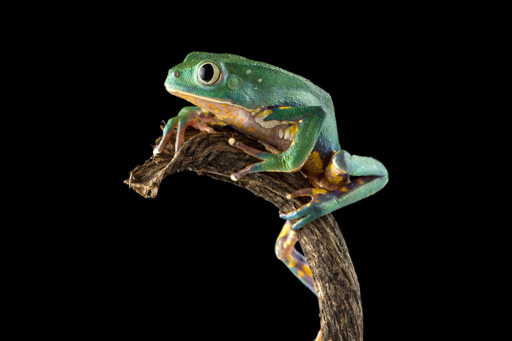 Imagem, em fundo preto, de um sapo folha.