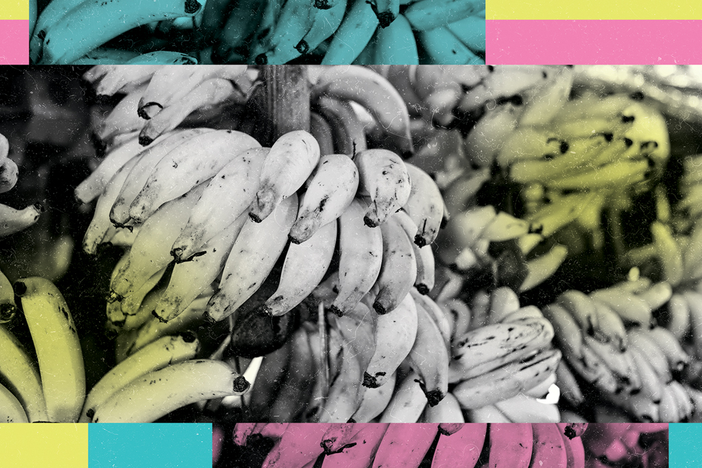 Empresa cria banana geneticamente modificada que não fica marrom
