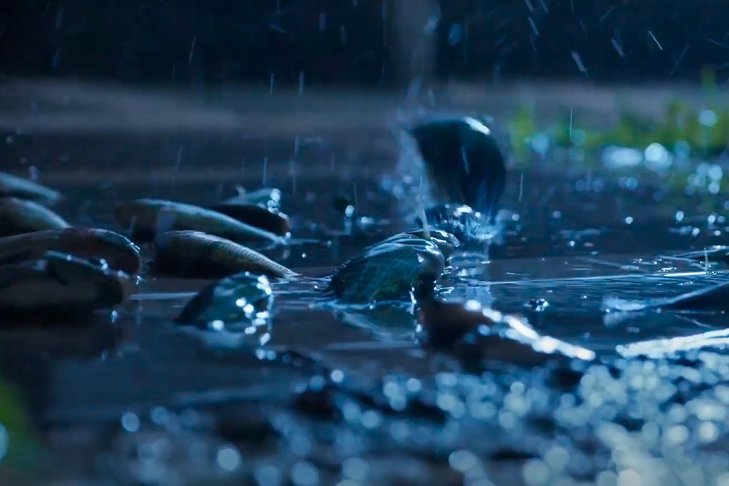 A cidade em Honduras onde “chove peixe” todos os anos