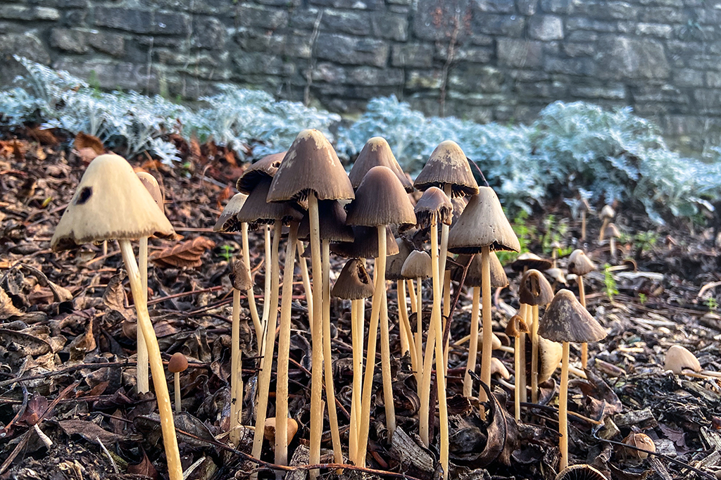 Psilocibina pode aliviar depressão de pacientes com câncer, diz estudo