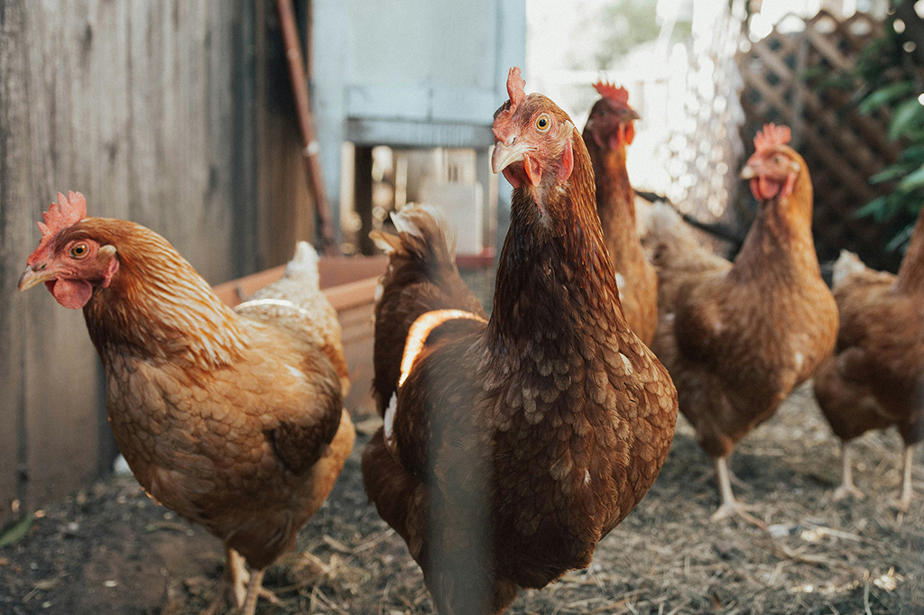 Frangos que tomam suco de bactéria podem ajudar a impedir infecção por Salmonella