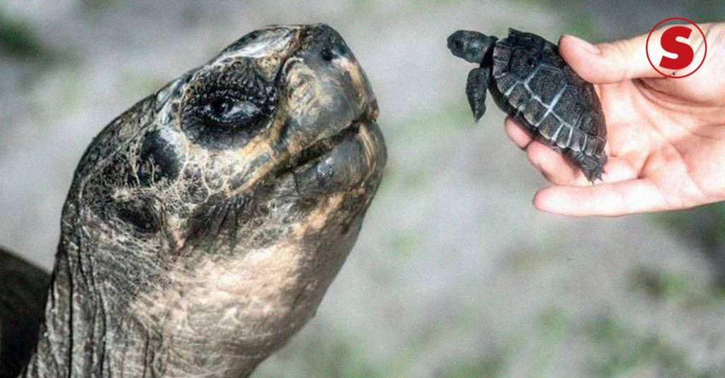 Golias, tartaruga-da-Galápagos, faz 135 anos e comemora dia dos pais com filhote