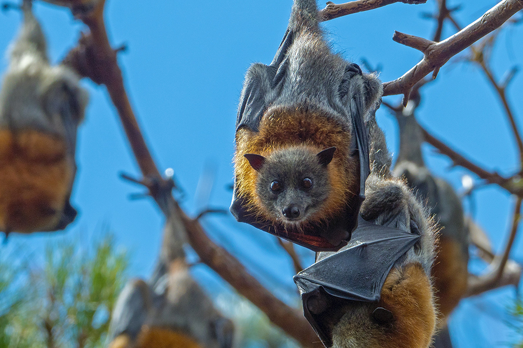 Estudo revela como morcegos equilibram genes anticâncer e regeneração celular