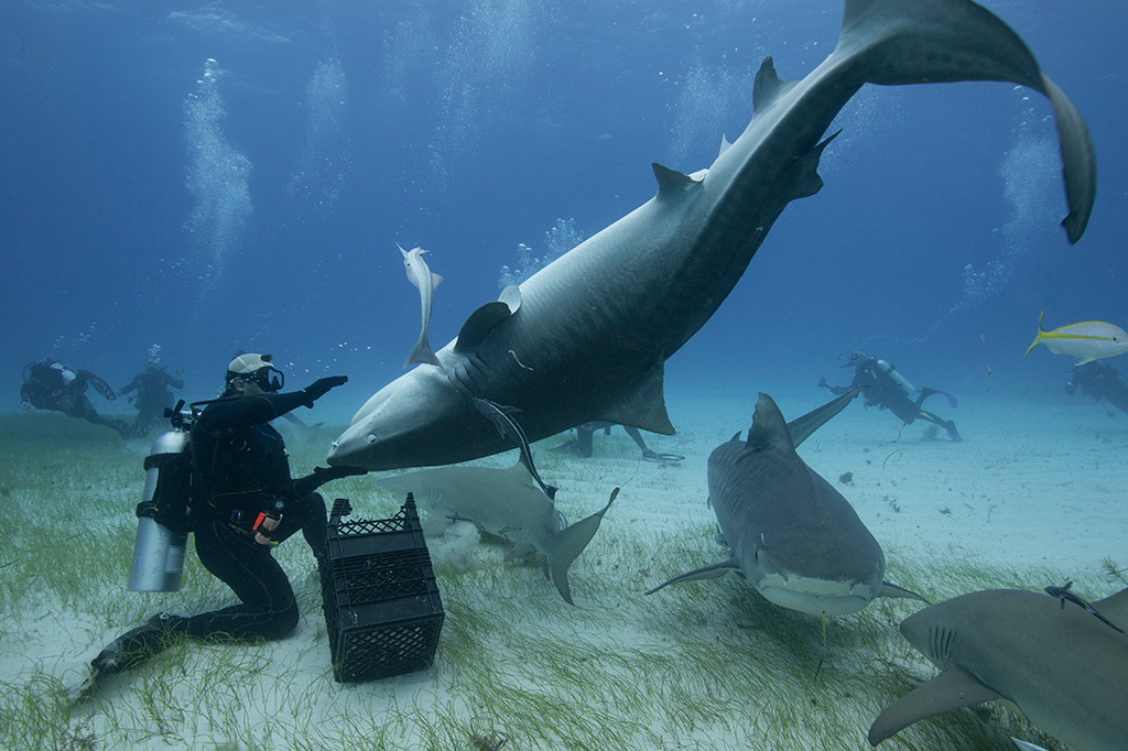 Por que tubarões ficam “hipnotizados” quando virados de cabeça para baixo?