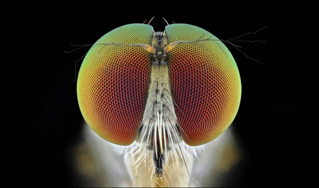 Moscas viciadas em cocaína podem ajudar a entender dependência química humana