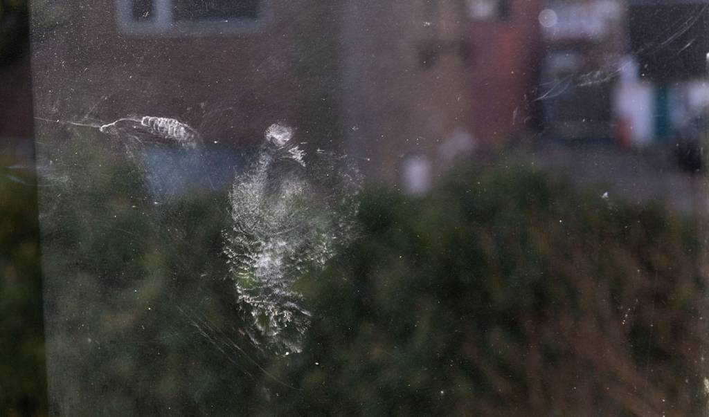 Entenda o que está por trás da morte de bilhões de pássaros nos Estados Unidos