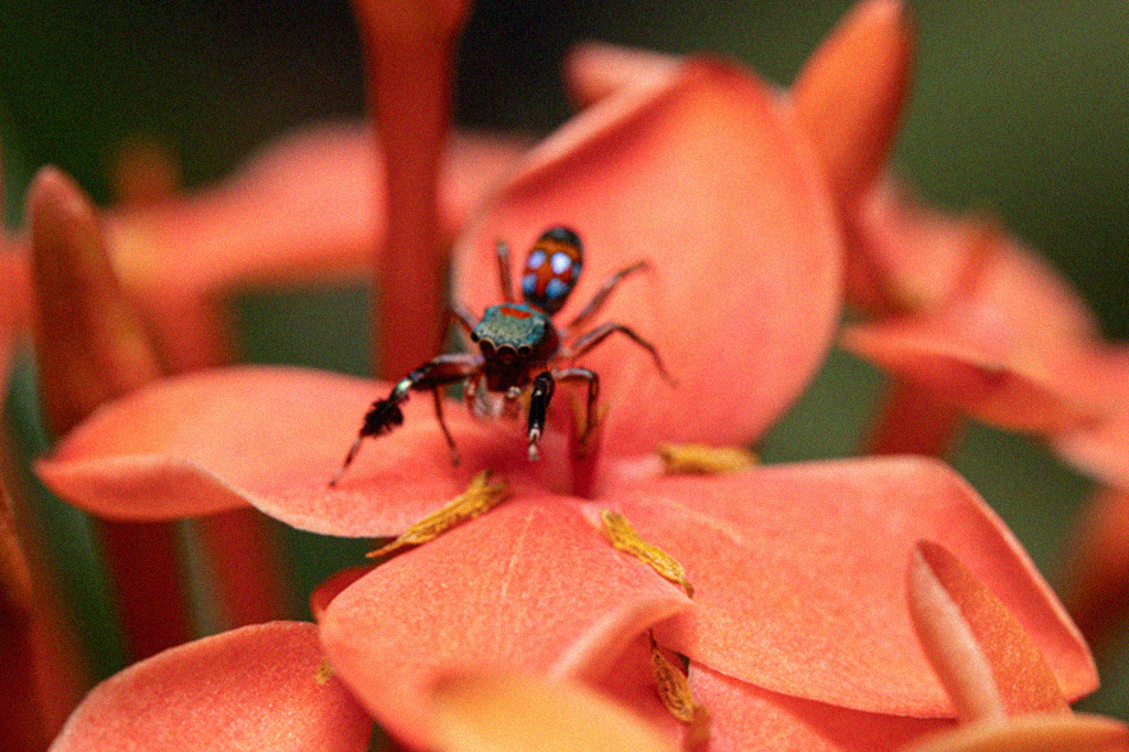 Essa aranha “imita” uma formiga para evitar ser comida; veja vídeo