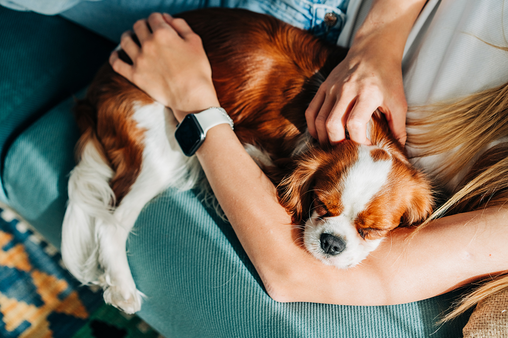 Pets influenciam cada vez mais as decisões de vida de seus tutores