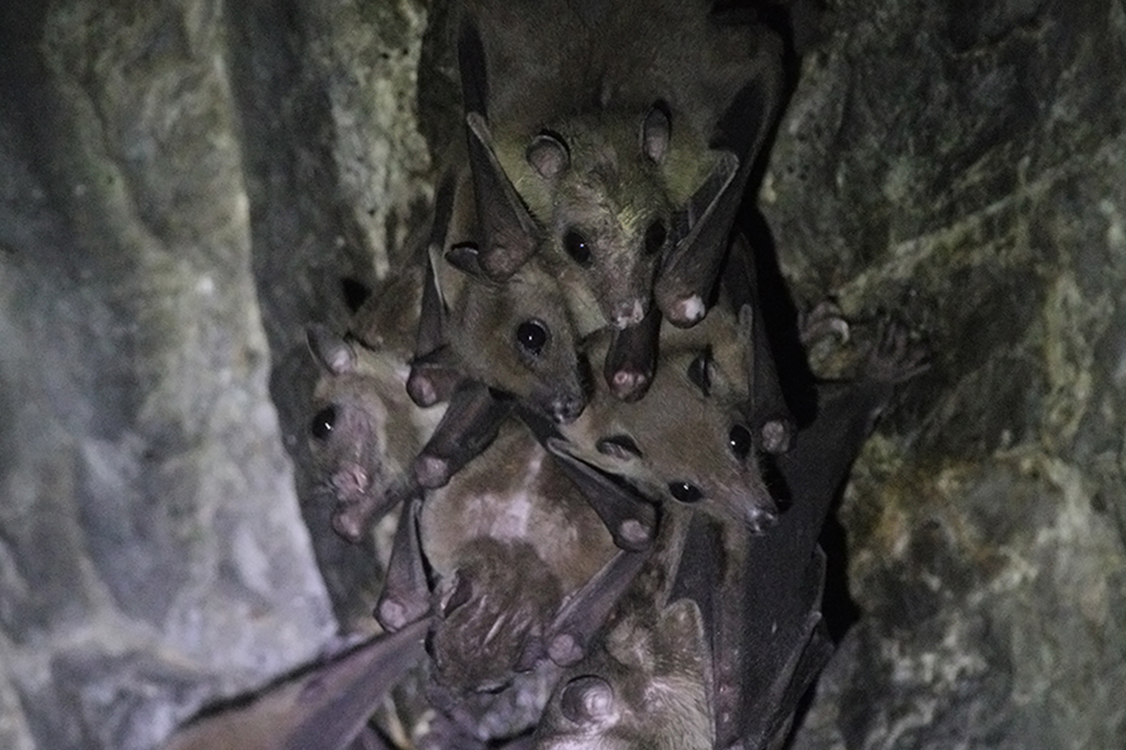 Novos vírus identificados em morcegos na China