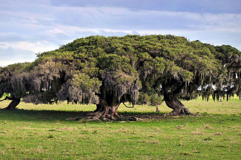 As figueiras podem beneficiar o clima ao transformar dióxido de carbono em pedra