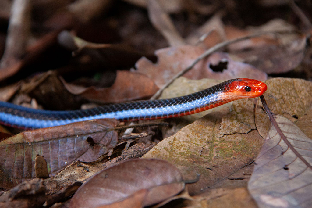 Conheça a rara e mortal coral-azul, a mais bela das cobras