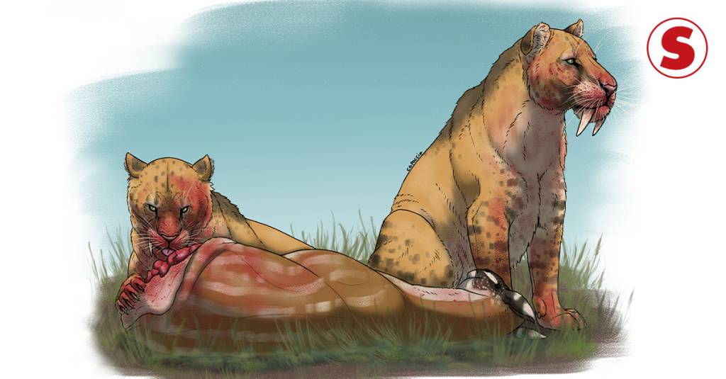 Estudo brasileiro descobre fator decisivo na extinção dos tigres-dente-de-sabre